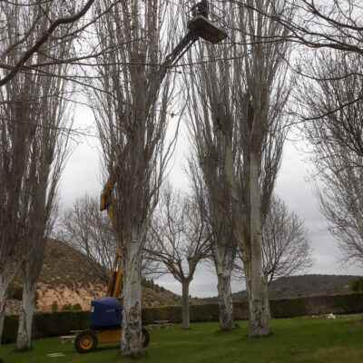 Trabajos-de-poda